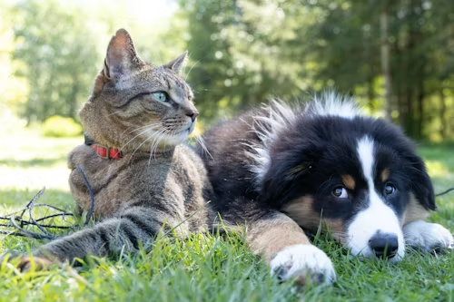 Porcupines, Ticks, and Coyotes: What Rural Nova Scotia Actually Means for Your Dog